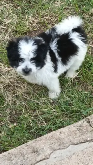 1-3 months Male Purebred Havanese