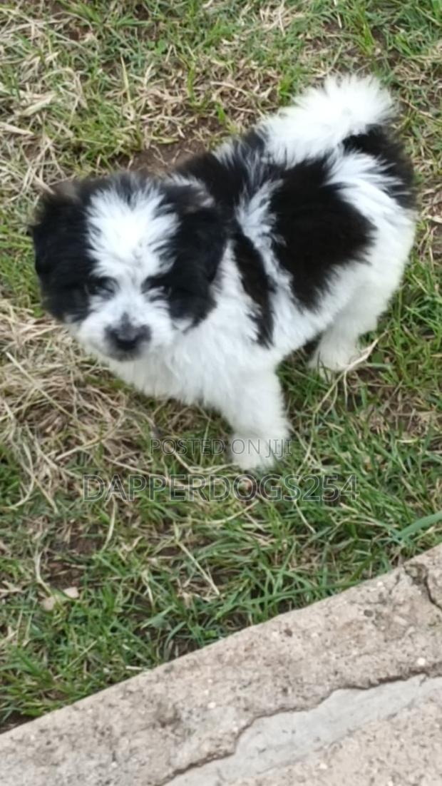 1-3 months Male Purebred Havanese