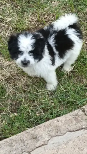 1-3 months Male Purebred Havanese