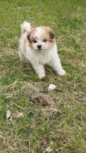 1-3 months Male Purebred Havanese