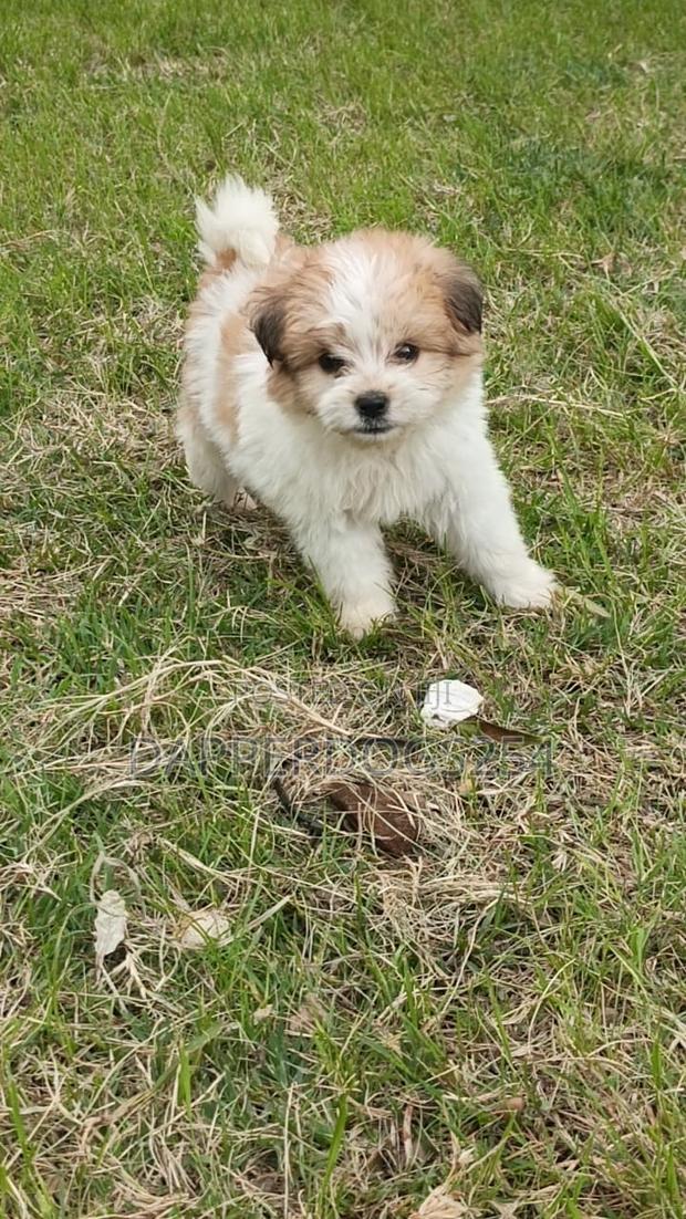 1-3 months Male Purebred Havanese - thumbnail 2