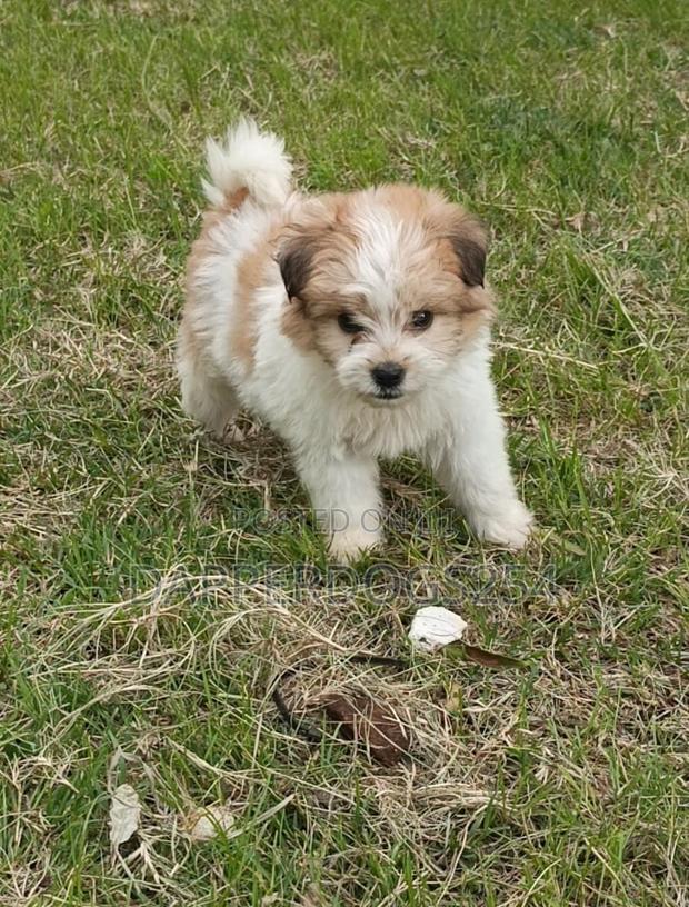 1-3 months Male Purebred Havanese - thumbnail 3