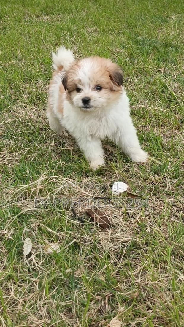 1-3 months Male Purebred Havanese - thumbnail 4