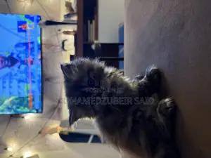 1-3 months Male Purebred Persian