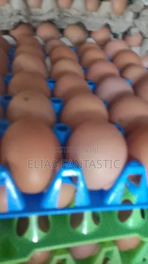 Chicken Eggs in Wholesale
