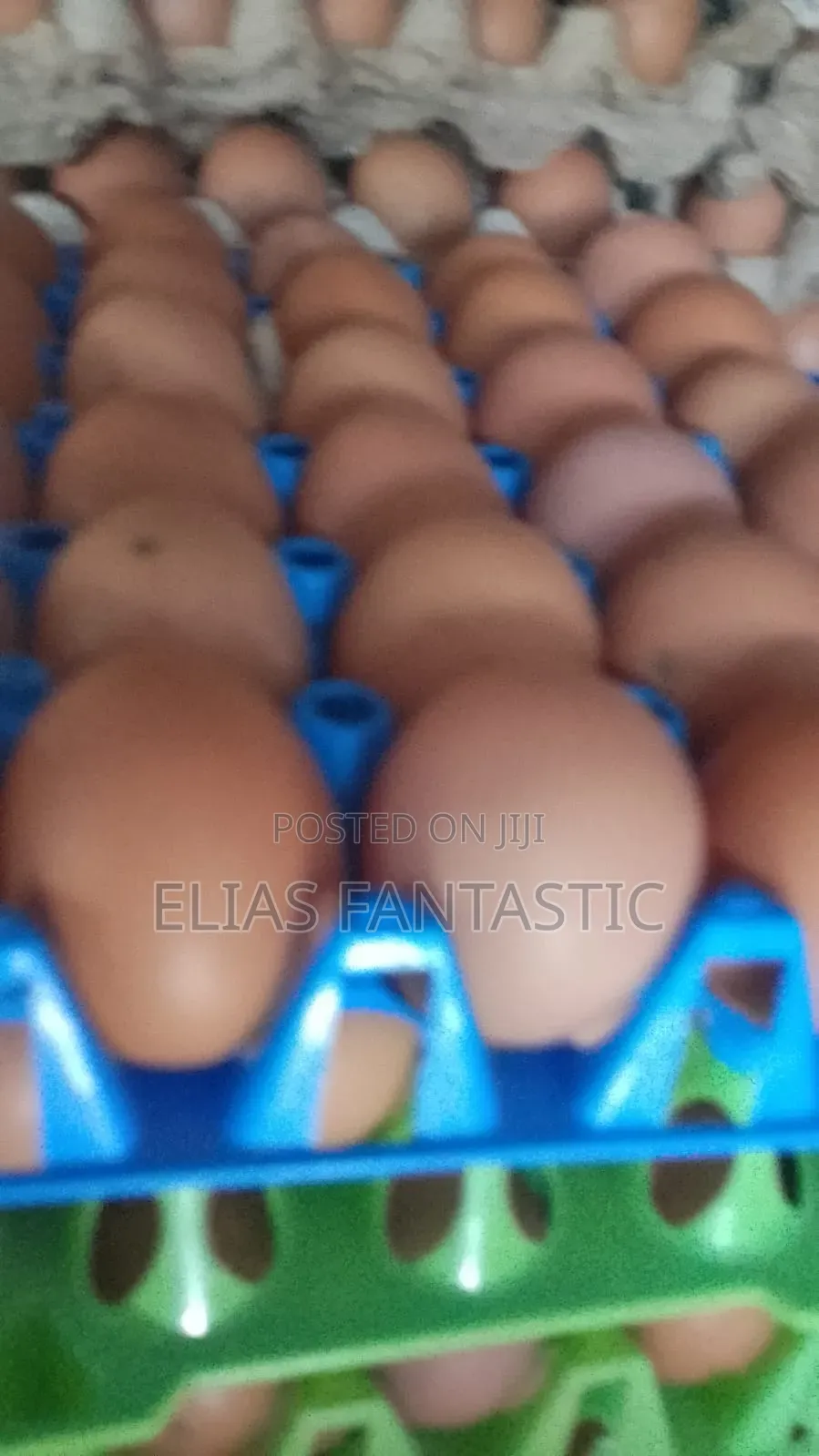 Chicken Eggs in Wholesale