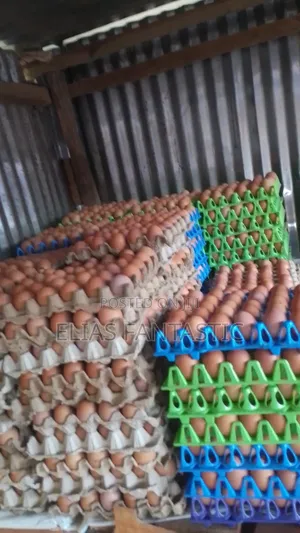 Chicken Eggs in Wholesale