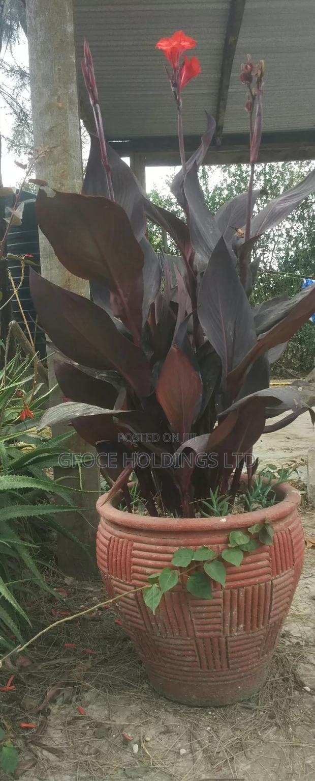 Canna Lillies