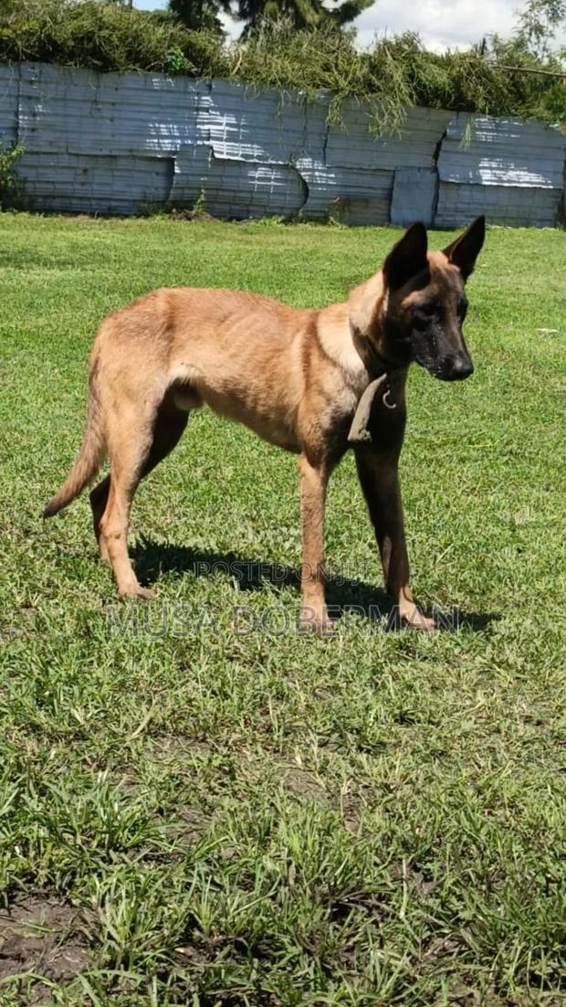 3-6 months Male Purebred Belgian Malinois
