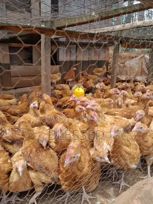 Chicks From One Day Old