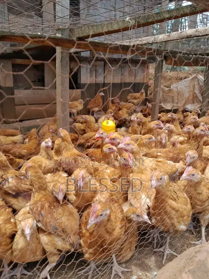 Chicks From One Day Old