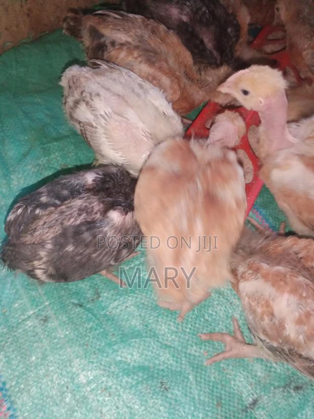 Kenbro Chicks - thumbnail 2