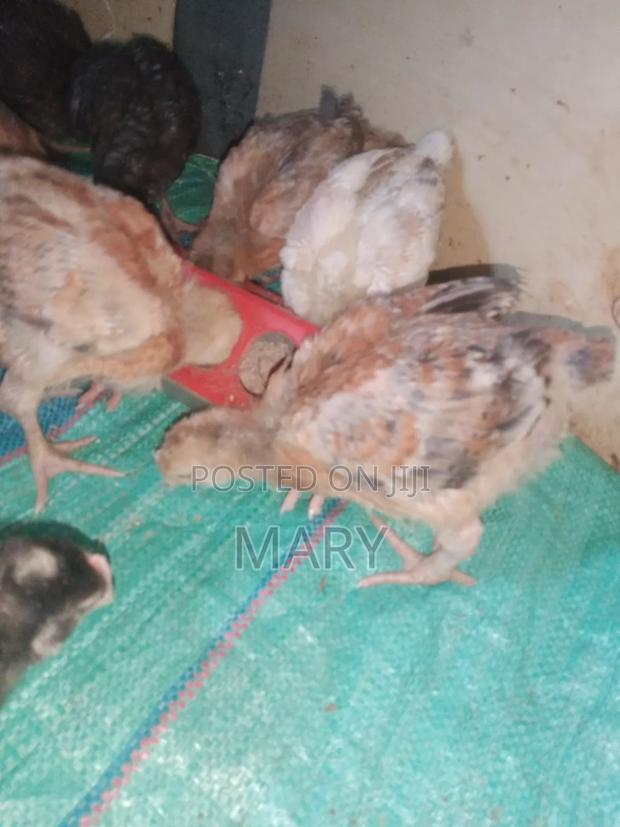 Kenbro Chicks - thumbnail 3