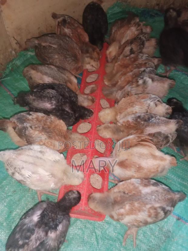 Kenbro Chicks - thumbnail 4