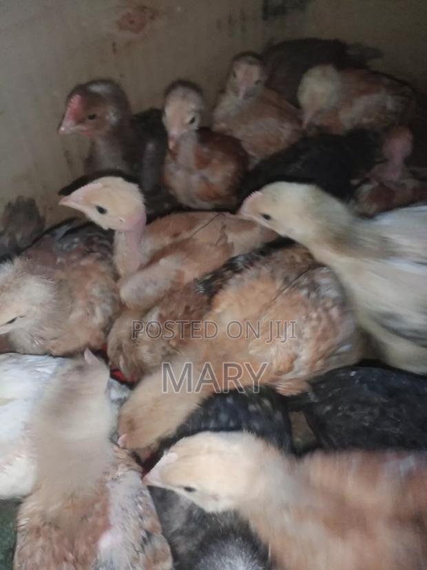Kenbro Chicks