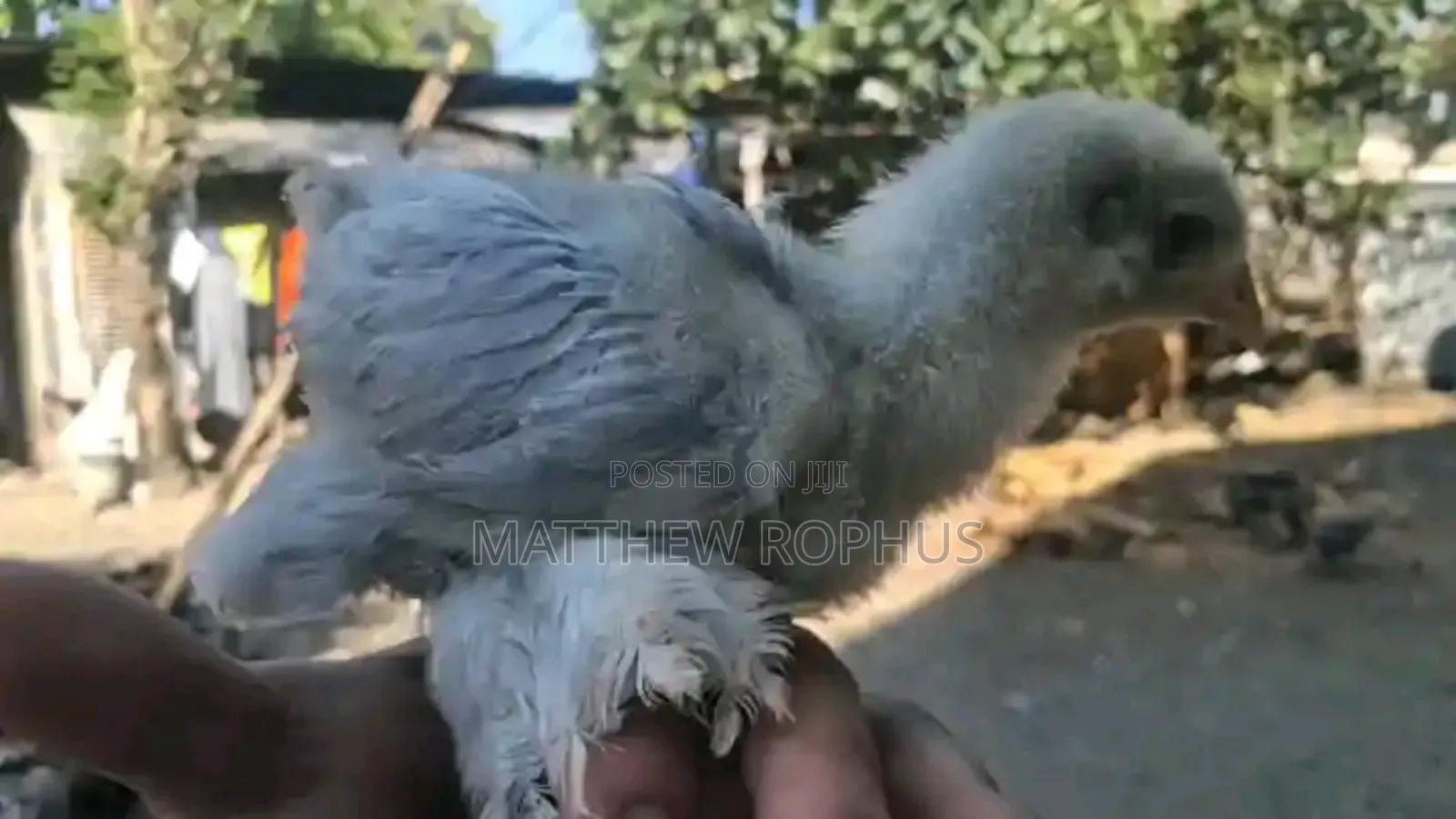 Brahma Chicks