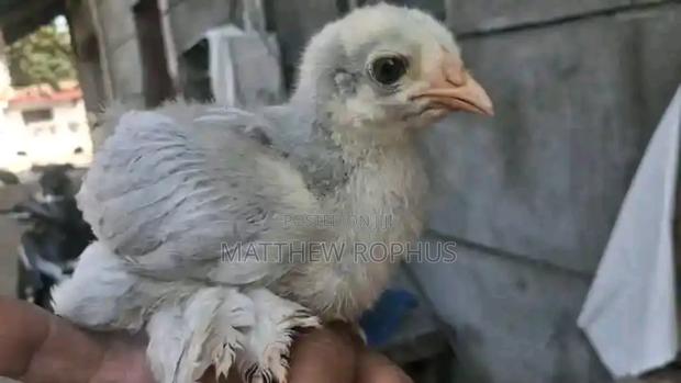 Brahma Chicks - thumbnail 2
