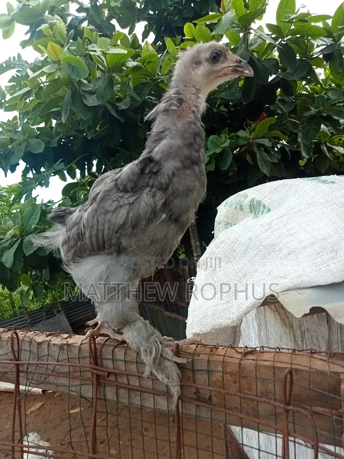 Brahma Chicks