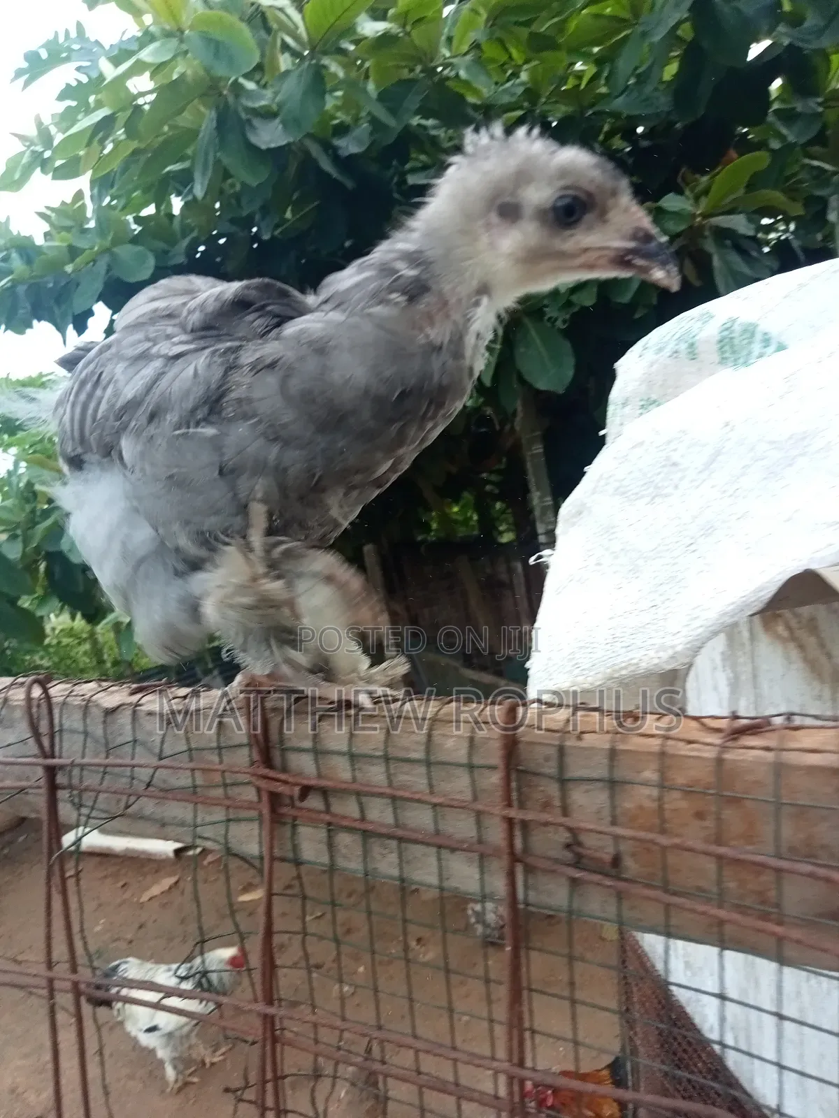 Brahma Chicks
