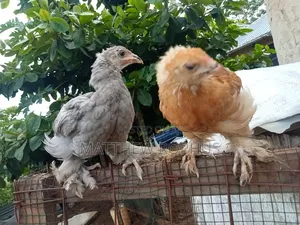 Brahma Chicks