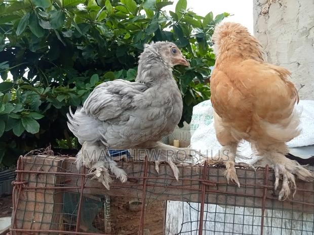 Brahma Chicks - thumbnail 6