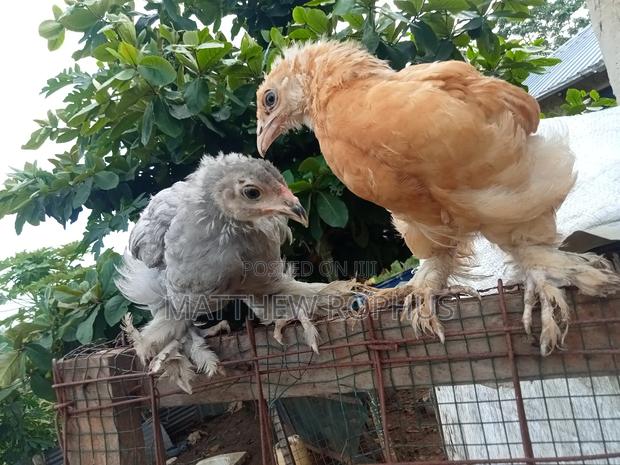 Brahma Chicks - thumbnail 7