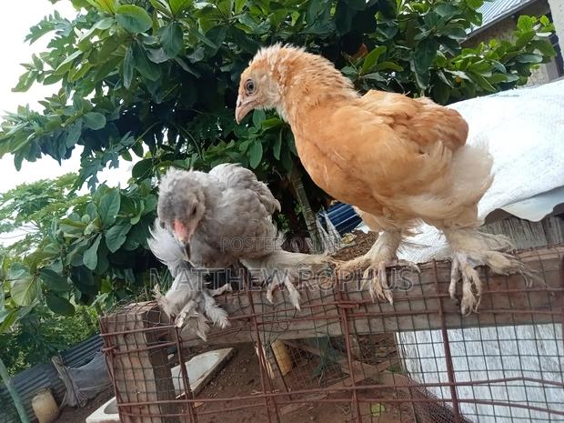 Brahma Chicks - thumbnail 8