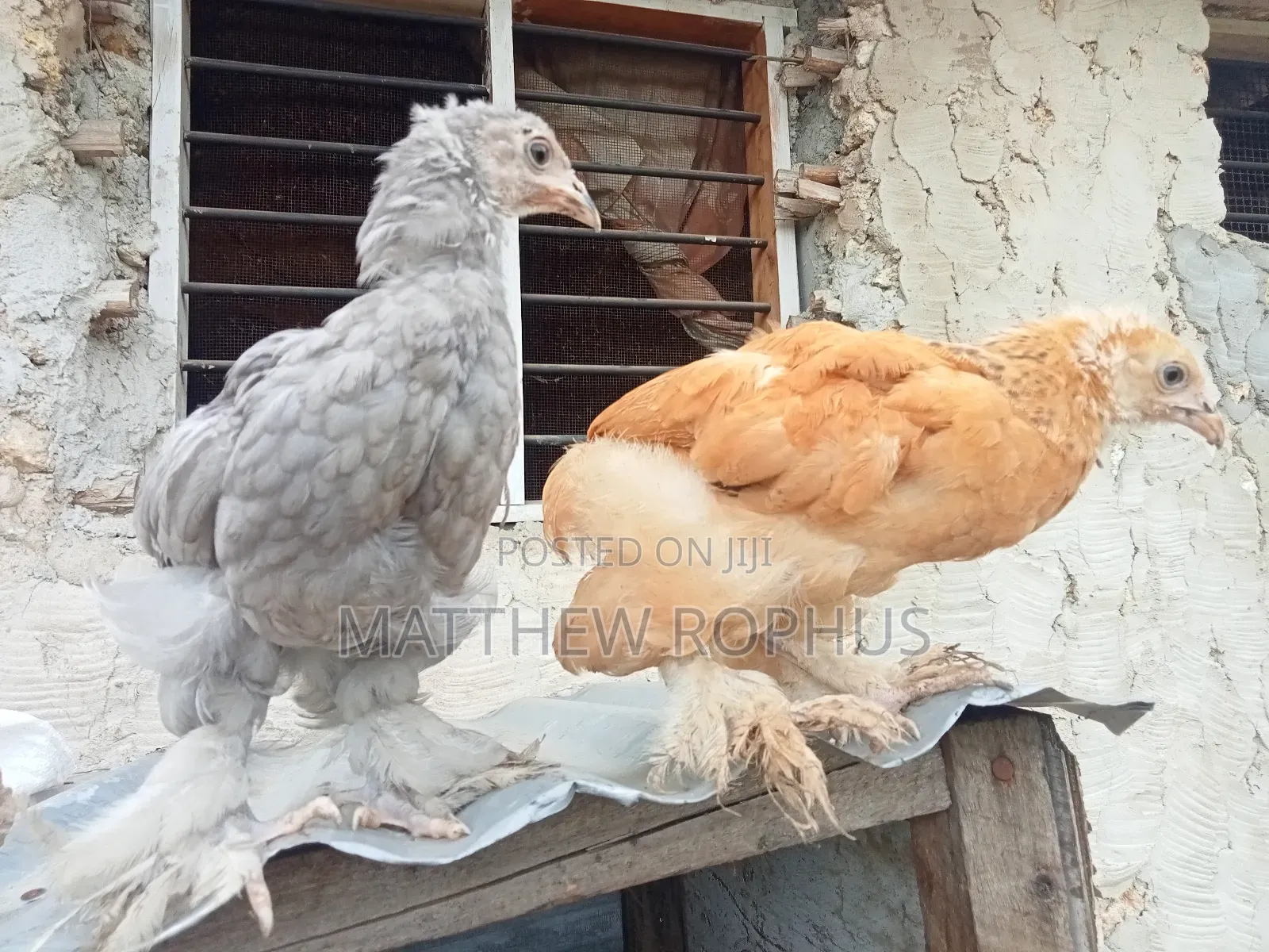 Brahma Chicks
