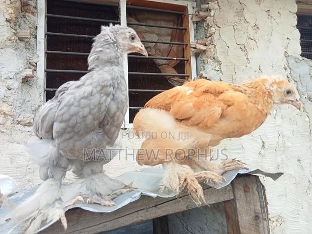 Brahma Chicks - thumbnail 9