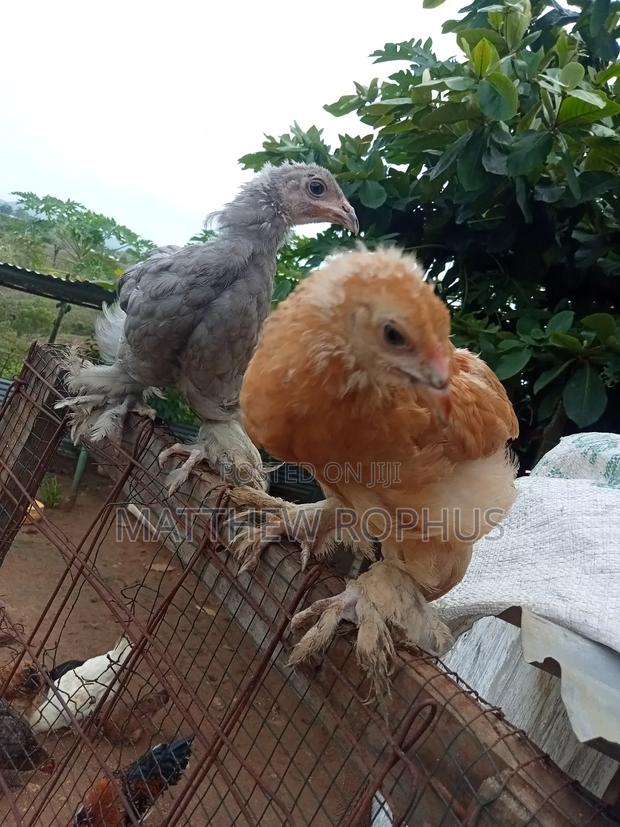 Brahma Chicks - thumbnail 10
