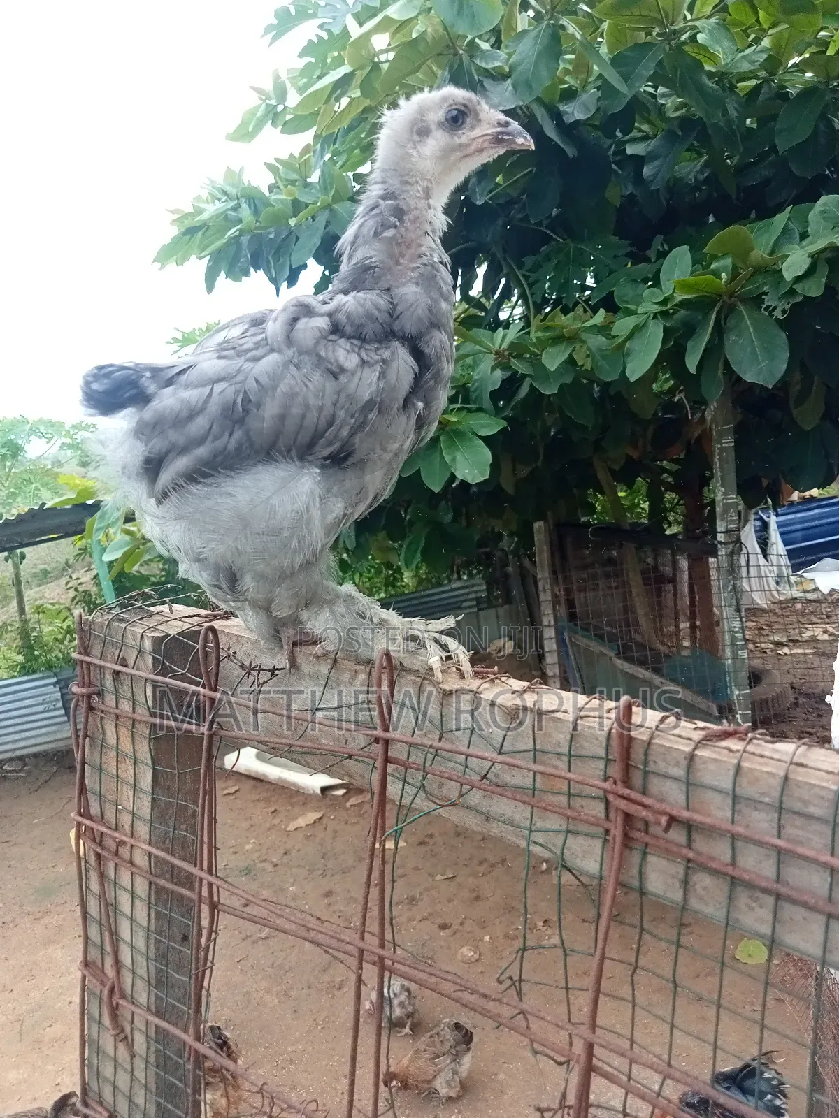 Brahma Chicks