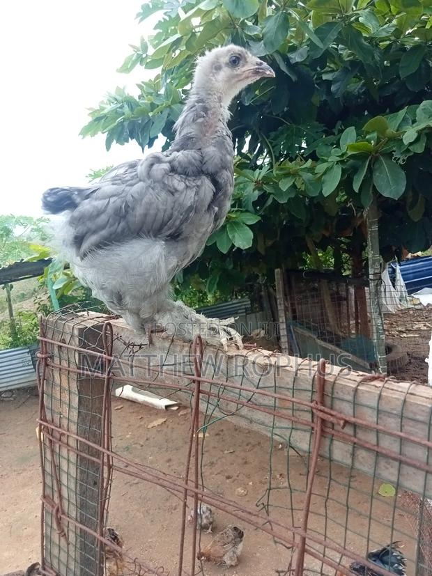 Brahma Chicks - thumbnail 11