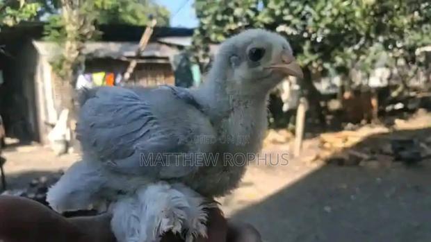 Brahma Chicks - thumbnail 12