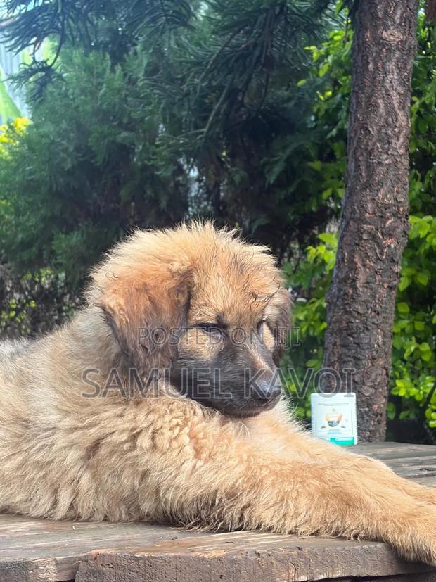 1-3 months Male Purebred Caucasian Shepherd