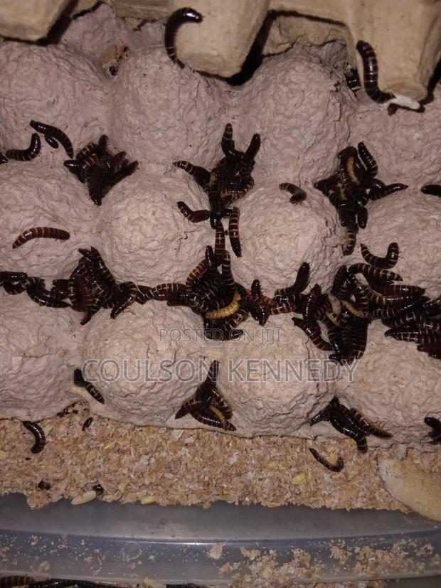 Meal Worms