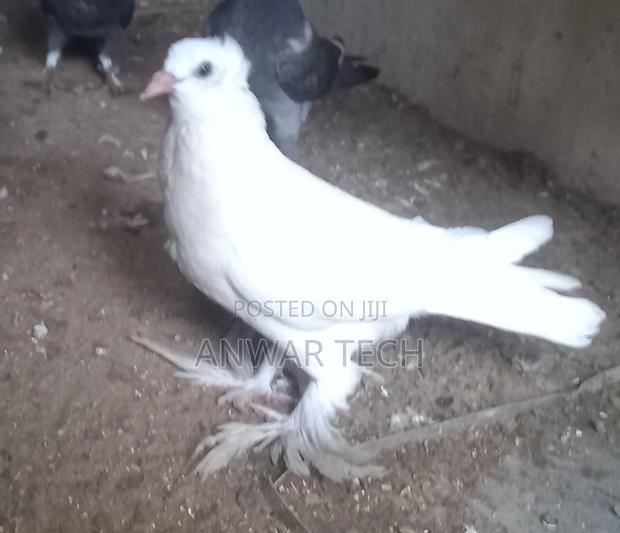 Good Health Pigeons