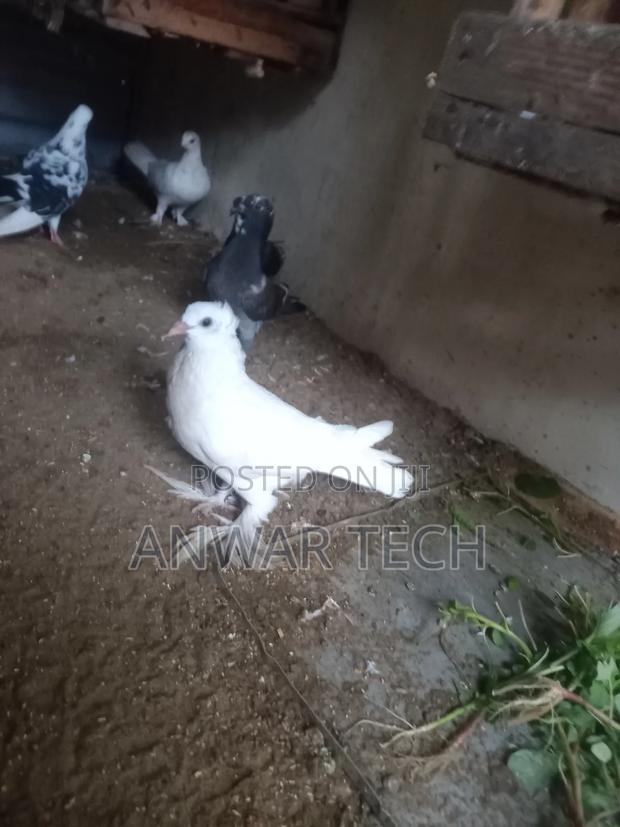 Good Health Pigeons - thumbnail 2