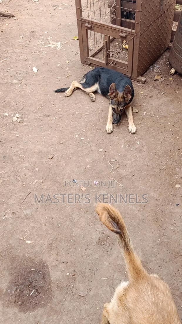 3-6 months Female Purebred German Shepherd - thumbnail 2