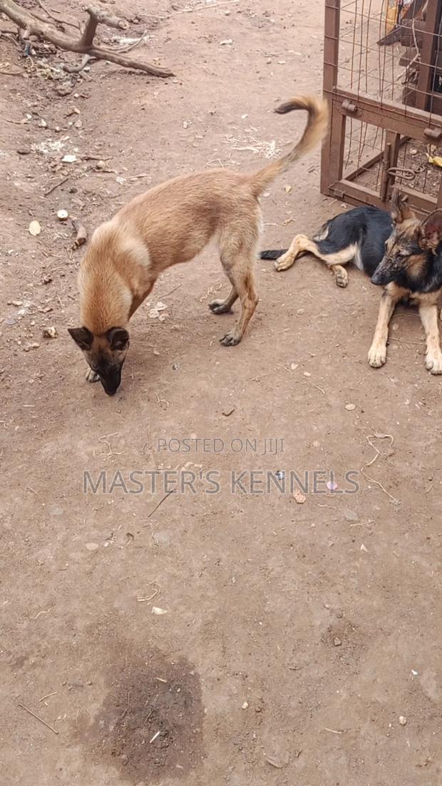 3-6 months Female Purebred German Shepherd - main view