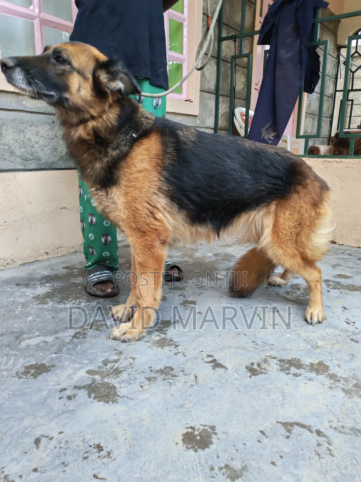 1+ year Female Purebred German Shepherd