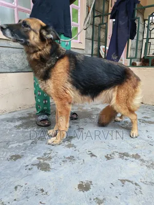 1+ year Female Purebred German Shepherd