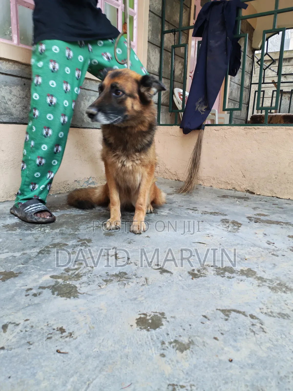 1+ year Female Purebred German Shepherd