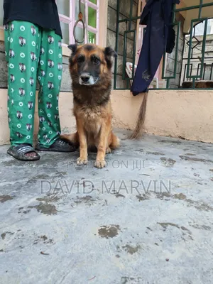 1+ year Female Purebred German Shepherd