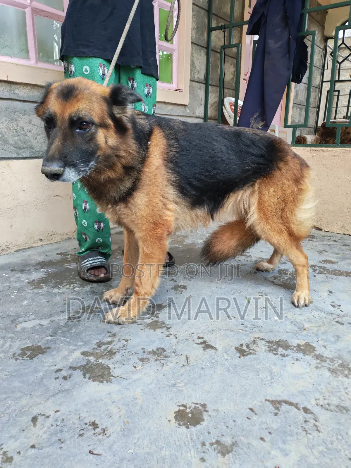 1+ year Female Purebred German Shepherd