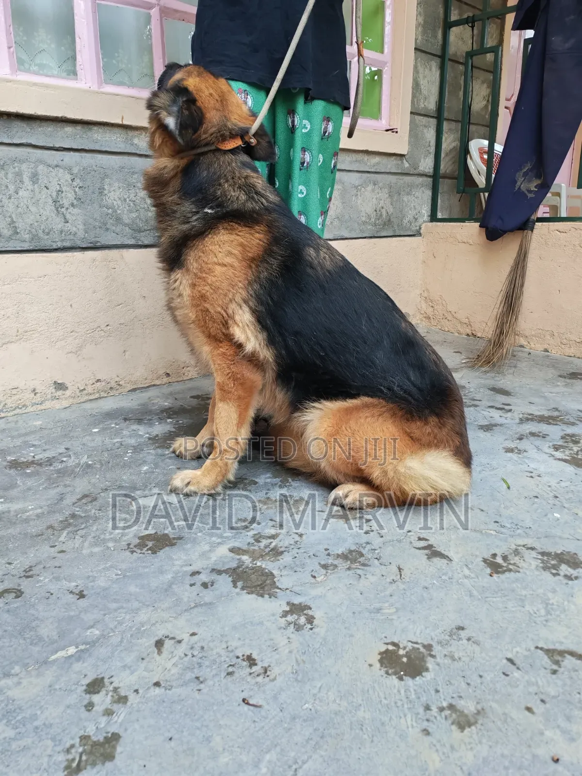 1+ year Female Purebred German Shepherd