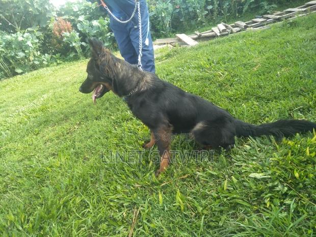 1+ year Female Purebred German Shepherd