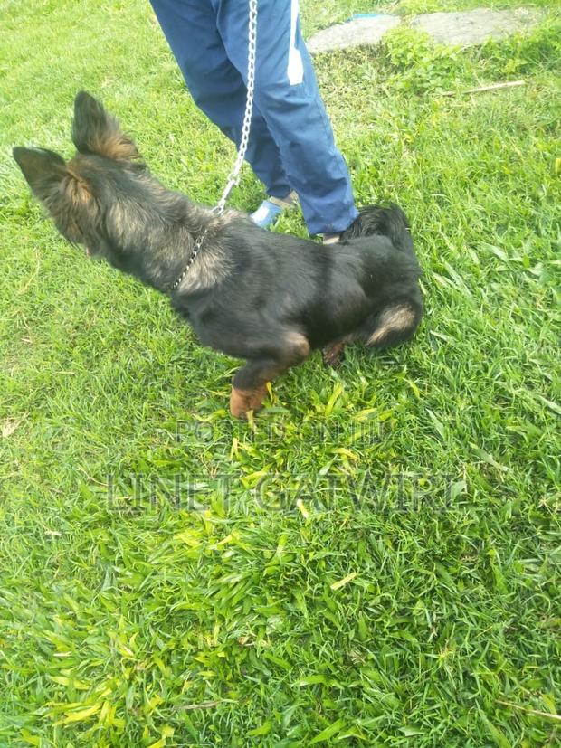 1+ year Female Purebred German Shepherd - thumbnail 2