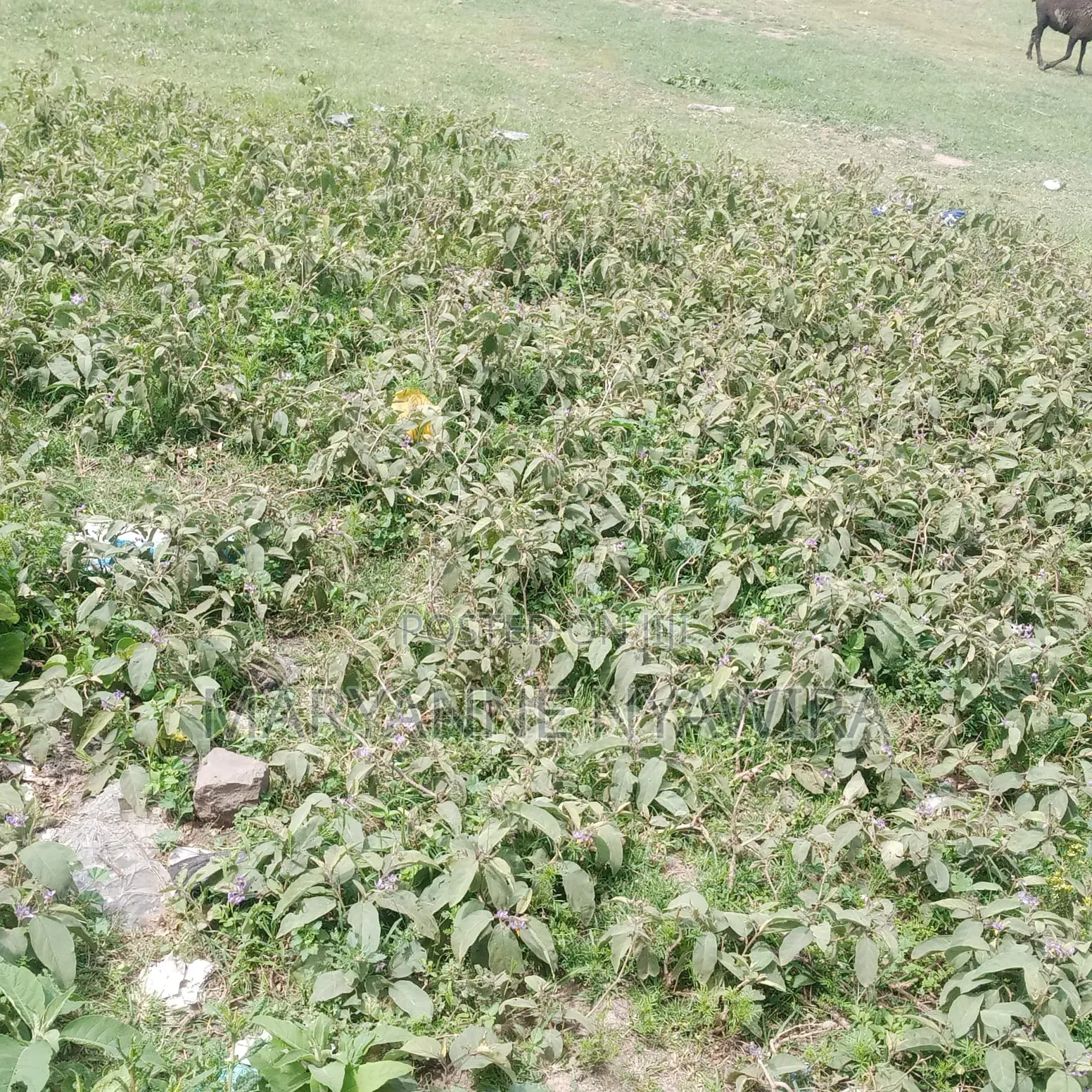 50 by 100 Plot in Narumoro West Opposite Jacanas Hotel