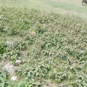 50 by 100 Plot in Narumoro West Opposite Jacanas Hotel