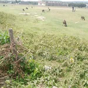 50 by 100 Plot in Narumoro West Opposite Jacanas Hotel